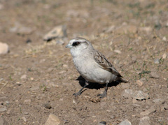 White-Rumped Snowfinch photo 4