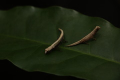 Brookesia minima