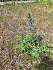 Echium vulgare