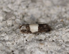 Epiblema tripartitana