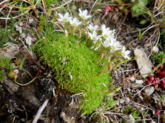 Minuartia recurva