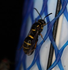 Argogorytes nigrifrons