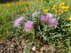 Jurinea humilis