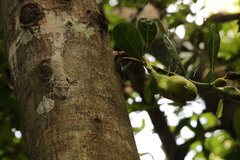 Uroplatus henkeli