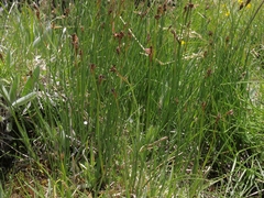 Juncus saximontanus