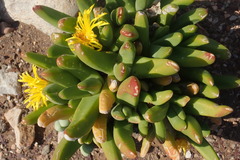 Glottiphyllum regium