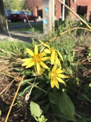 Silphium laciniatum