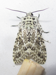 Lichnoptera