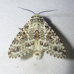 Lichnoptera