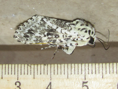 Lichnoptera