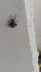 Menemerus bivittatus