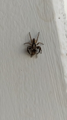 Menemerus bivittatus