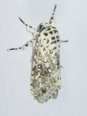 Lichnoptera