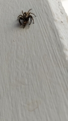 Menemerus bivittatus