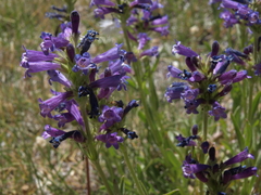 Penstemon heterodoxus heterodoxus