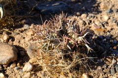 Euphorbia melanohydrata