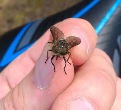 Hybomitra bimaculata