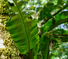 Asplenium serratum