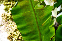 Asplenium serratum
