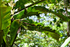 Asplenium serratum