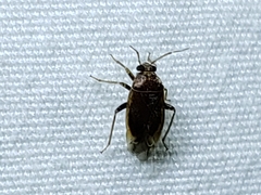Agnocoris