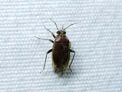 Agnocoris