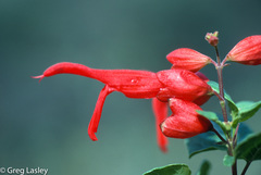 Salvia regla