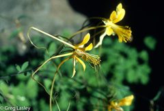 Aquilegia longissima
