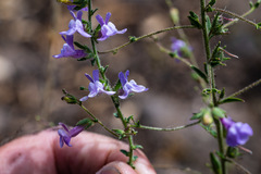 Sairocarpus vexillocalyculatus vexillocalyculatus