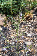 Sairocarpus vexillocalyculatus vexillocalyculatus
