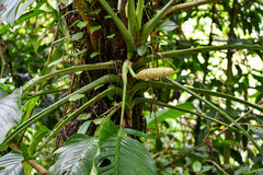 Monstera lechleriana