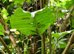 Monstera lechleriana