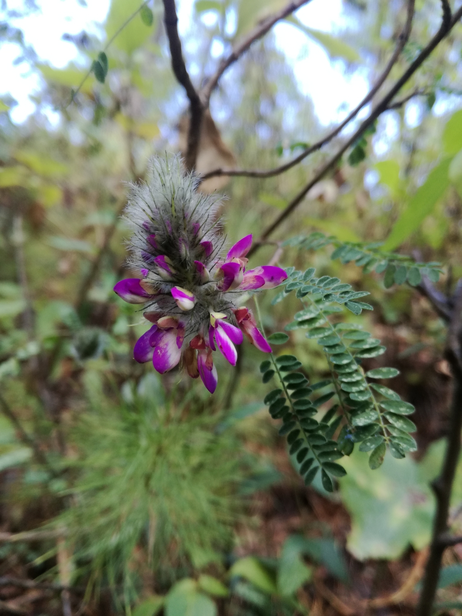 Dalea versicolor