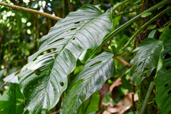 Monstera lechleriana
