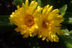 Glottiphyllum regium