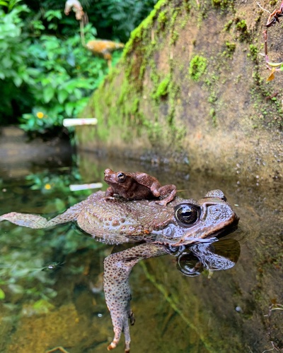 Giant Toad, San Francisco de Sales, Cundinamarca, CO, photo 6 of 10