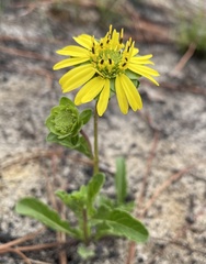 Berlandiera subacaulis