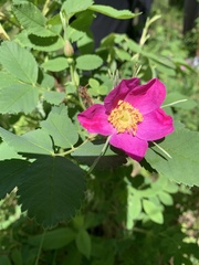 Rosa acicularis acicularis
