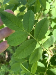Rosa acicularis acicularis