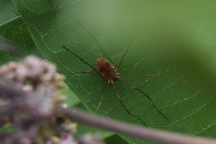 Leiobunum euserratipalpe