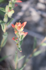 Castilleja rigida