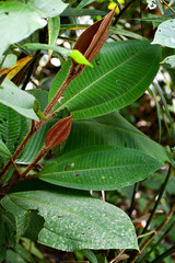 Miconia paleacea