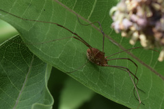 Leiobunum euserratipalpe