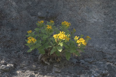 Perityle lindheimeri