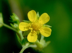 Potentilla intermedia