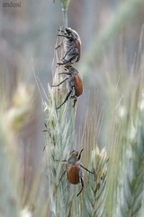 Chaetopteroplia segetum