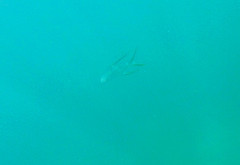 Trachinotus rhodopus