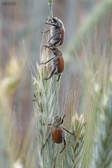 Chaetopteroplia segetum