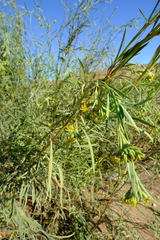 Ectadium virgatum