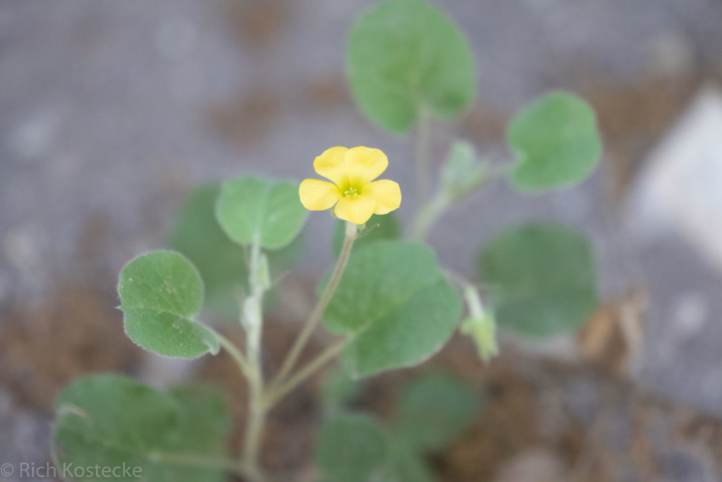 simple-leaved Oxalis